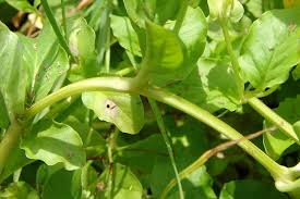 Attēlu rezultāti vaicājumam “Lysimachia nummularia leaf”