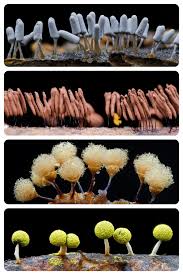 Attēlu rezultāti vaicājumam “Arcyria cinerea”