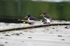 Attēlu rezultāti vaicājumam “Haematopus ostralegus”