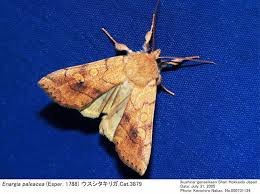 Attēlu rezultāti vaicājumam “Enargia paleacea”