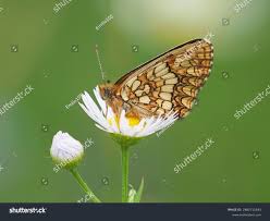 Attēlu rezultāti vaicājumam “Mellicta athalia”