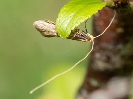 Attēlu rezultāti vaicājumam “Nematopogon sp.”