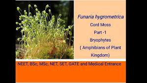 Attēlu rezultāti vaicājumam “Funaria hygrometrica sporophyte”