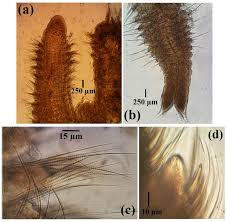 Attēlu rezultāti vaicājumam “Heterotrichia oerstedii (syn. Arcyria oerstedii) sessile”