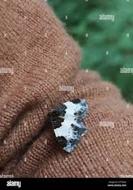 Attēlu rezultāti vaicājumam “Mesoleuca albicillata”