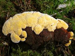 Attēlu rezultāti vaicājumam “Gloeophyllum odoratum”