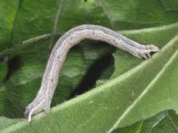 Attēlu rezultāti vaicājumam “Horisme vitalbata”