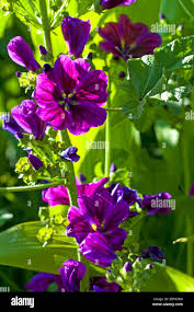 Image result for Malva sylvestris var. mauritiana