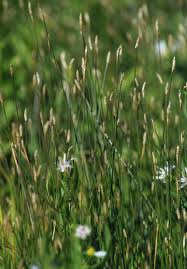 Attēlu rezultāti vaicājumam “Eleocharis palustris flower”