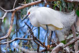 Image result for Egretta thula