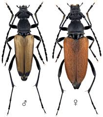 Attēlu rezultāti vaicājumam “Anastrangalia sanguinolenta female”