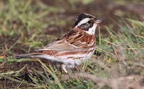 Image result for Emberiza rustica