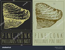Attēlu rezultāti vaicājumam “Phellinus pini”