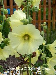 Image result for Alcea rugosa