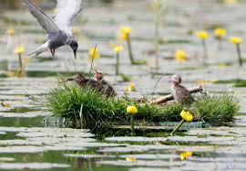 Attēlu rezultāti vaicājumam “Chlidonias niger eggs”