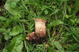 Attēlu rezultāti vaicājumam “Polyporus squamosus”