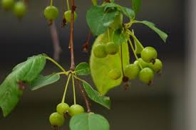 Attēlu rezultāti vaicājumam “Malus x zumi fruit”