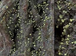 Attēlu rezultāti vaicājumam “Chaenotheca brachypoda”