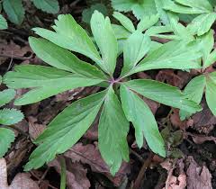 Attēlu rezultāti vaicājumam “Oenothera rubricauli leaf”