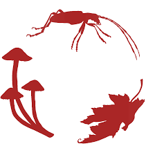 Attēlu rezultāti vaicājumam “Stemonaria irregularis”