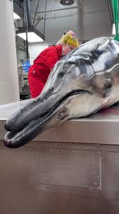 Image result for Mesoplodon bidens