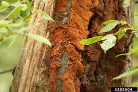 Attēlu rezultāti vaicājumam “Phellinus ferruginosus”