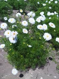 Image result for Cosmos bipinnatus `Double Click`