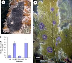 Attēlu rezultāti vaicājumam “Badhamiopsis ainoae spores”