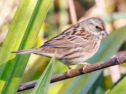 Image result for Emberiza spodocephala
