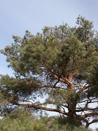 Attēlu rezultāti vaicājumam “Pinus sylvestris”