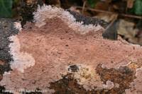 Attēlu rezultāti vaicājumam “Steccherinum fimbriatum”