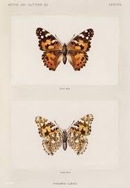 Attēlu rezultāti vaicājumam “Vanessa cardui upperside”