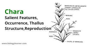 Attēlu rezultāti vaicājumam “Chara aspera male”