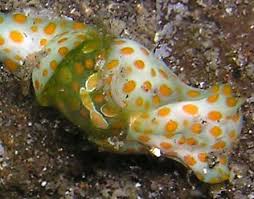 Attēlu rezultāti vaicājumam “Cephaloziella hampeana”