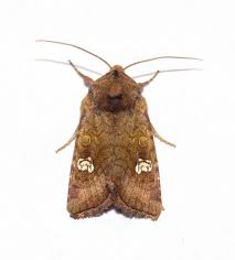 Attēlu rezultāti vaicājumam “Amphipoea”