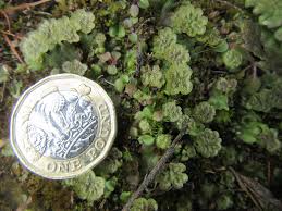 Attēlu rezultāti vaicājumam “Calypogeia fissa”