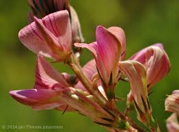 Attēlu rezultāti vaicājumam “Onobrychis arenaria bud”