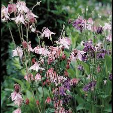 Image result for Aquilegia vulgaris