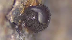 Attēlu rezultāti vaicājumam “Didymium xanthopus spores”