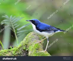 Image result for Luscinia cyane