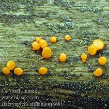 Attēlu rezultāti vaicājumam “Dacrymyces stillatus”