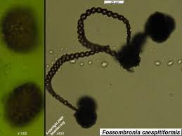 Attēlu rezultāti vaicājumam “Fossombronia wondraczekii sporophyte”