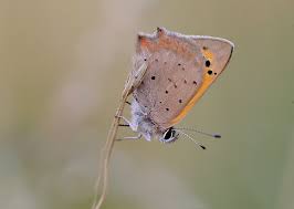 Attēlu rezultāti vaicājumam “Lycaena phlaeas underside”