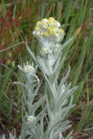 Attēlu rezultāti vaicājumam “Gnaphalium sylvaticum flower”
