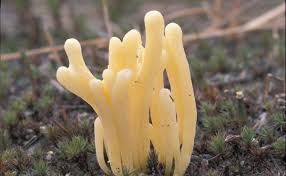 Attēlu rezultāti vaicājumam “Clavaria argillacea”