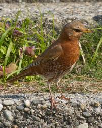 Image result for Turdus naumanni