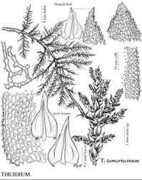 Attēlu rezultāti vaicājumam “Thuidium”