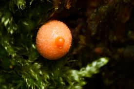 Attēlu rezultāti vaicājumam “Lycogala epidendrum aggr. macro”