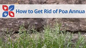 Attēlu rezultāti vaicājumam “Poa annua”