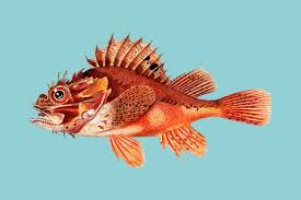 Image result for Scorpaena porcus